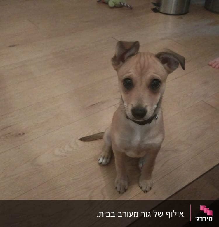 גור כלבים יושב על רצפת עץ, מביט למצלמה.